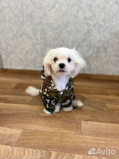 Комбинезон для собаки