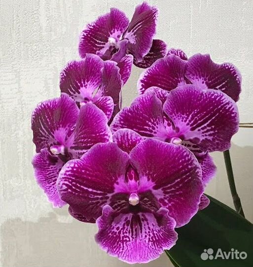 Орхидея фаленопсис Абба (Phalaenopsis Abba)