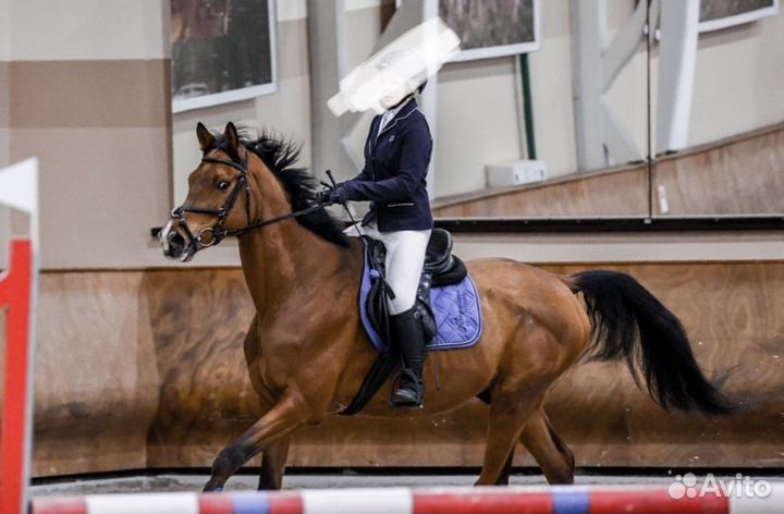 Занятия по верховой езде / лошадь в аренду