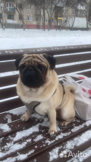 Мопс вязка мальчик