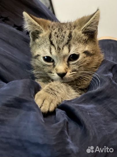 Котенок