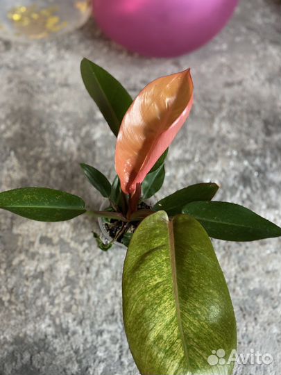 Филодендрон принц оранж