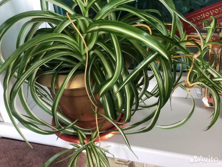 Хлорофитум