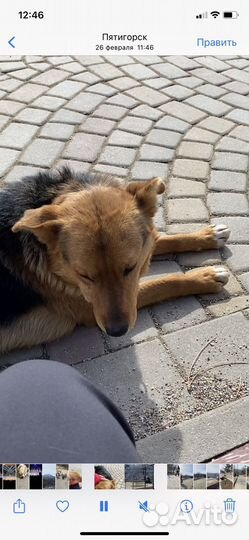 Джек ищет хозяина