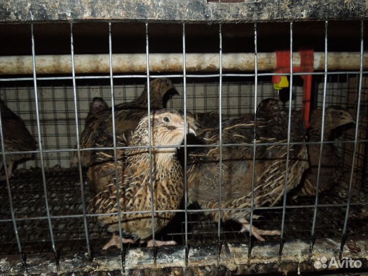 Перепелки несушки
