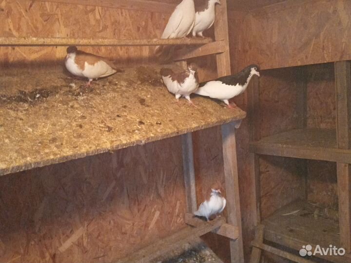 Продажа голубей