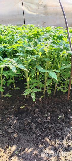 Рассада помидор