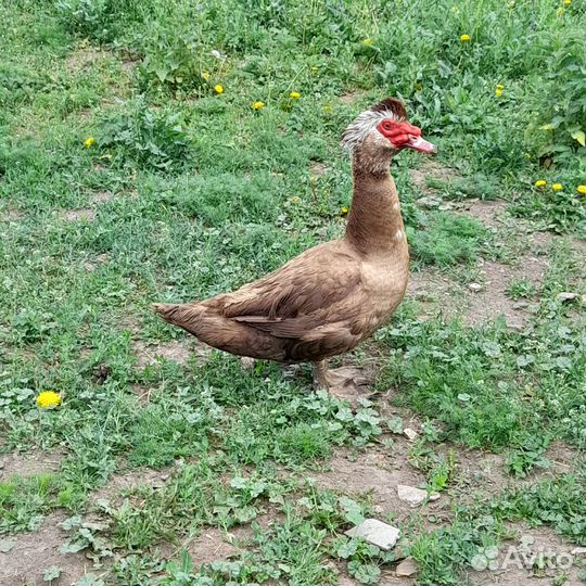 Индоутка-селезень