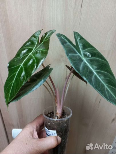 Алгаонема,алоказия,пеперомия,маранта,фикус