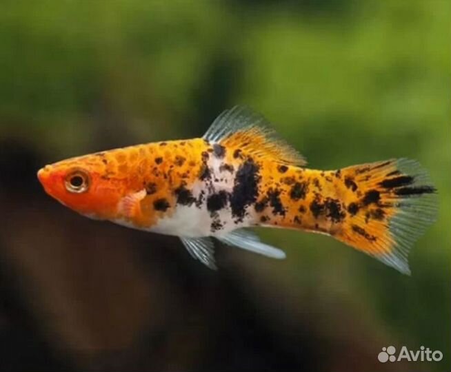 Аквариумные рыбки Меченосец