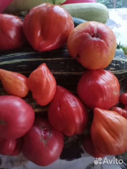 Семена коллекционных сортов томатов