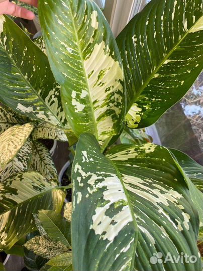 Диффенбахии сортовые