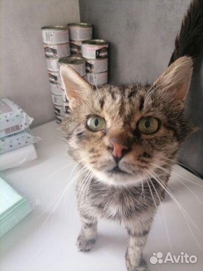 Влажный корм для кошек Purina Pro Plan DM