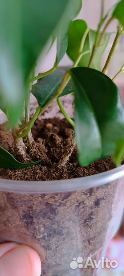 Фикус Бенджамина