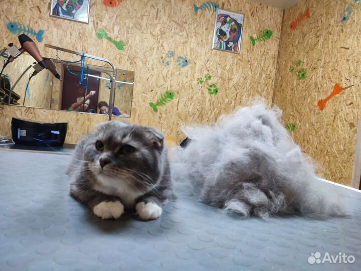 Груминг собак и кошек