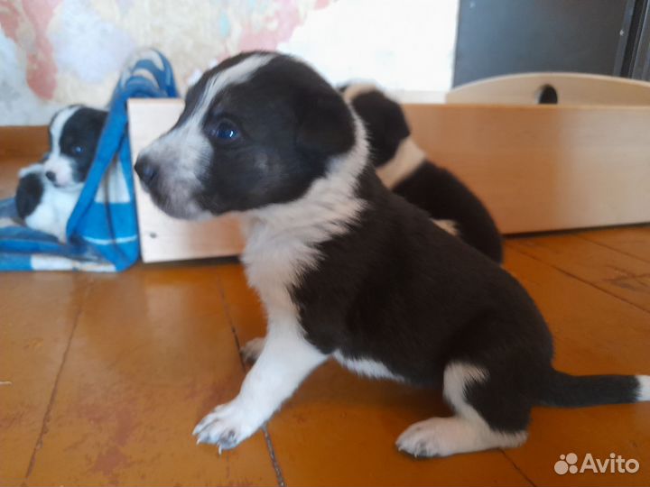 Щенок собаки