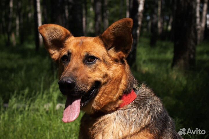 Собака Забава из приюта в добрые руки