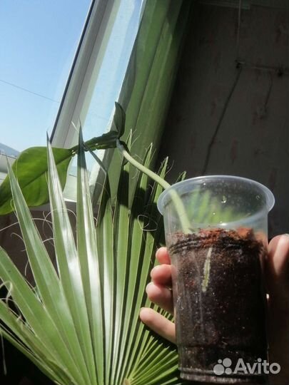 Филодендрон джоэппи