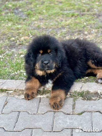 Щенки 2,5 мес