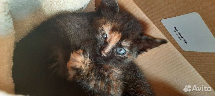 Котики бесплатно в добрые руки