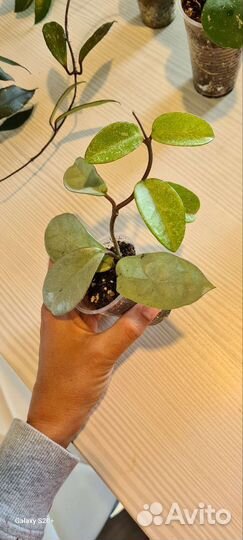 Хойи разные