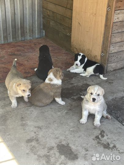 Среднеазиатская овчарка