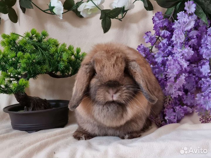 Вислоухий кролик, девочка тюрин