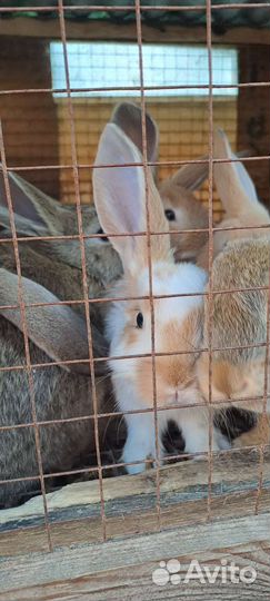 Продам кроликов
