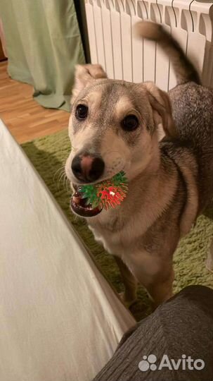 Собака в дар