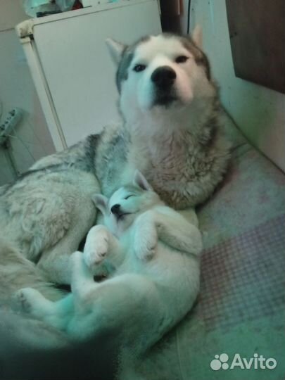 Щенки хаски