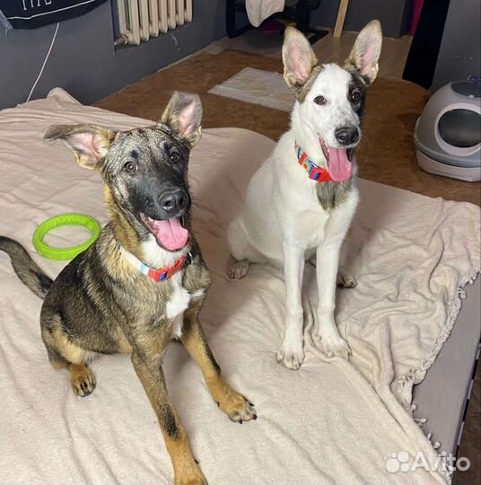 Щенки ищут дом