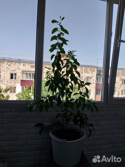 Мандариновое дерево