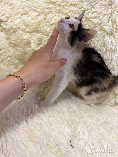 Кошка