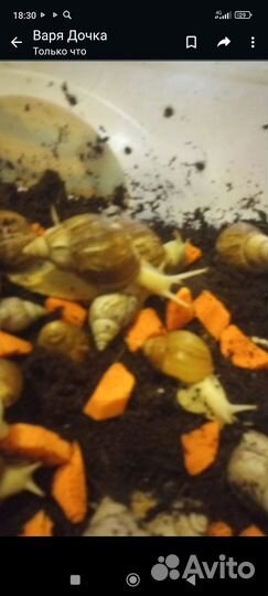 Улитки ахатины