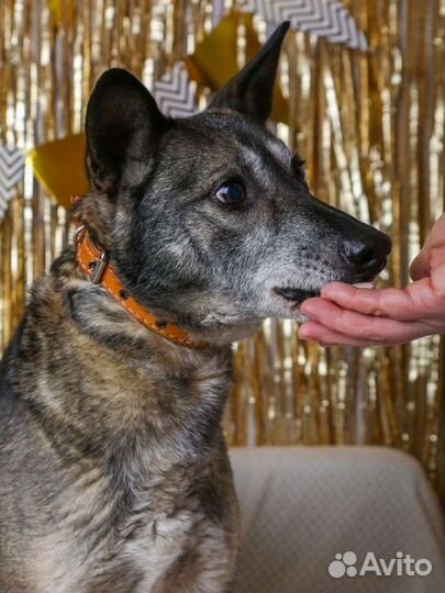 Собака пёс из приюта