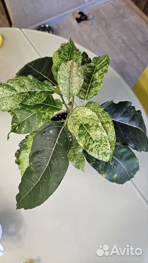 Фикус нью клон