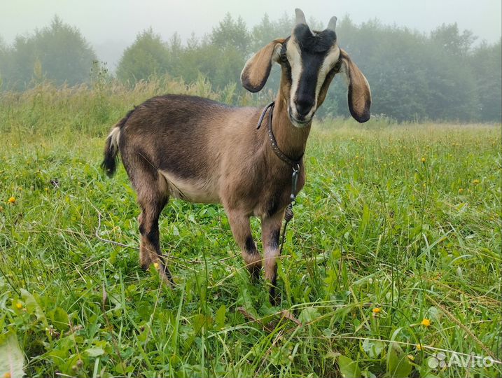 Коза нубийская и козочка