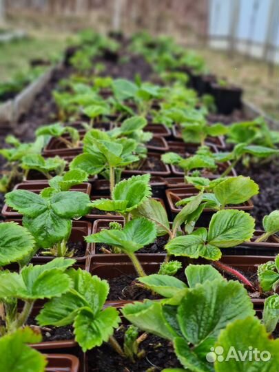 Саженцы клубника (земляники садовой) Альба, Элиани