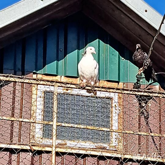 Голуби. Отдадим в добрые руки