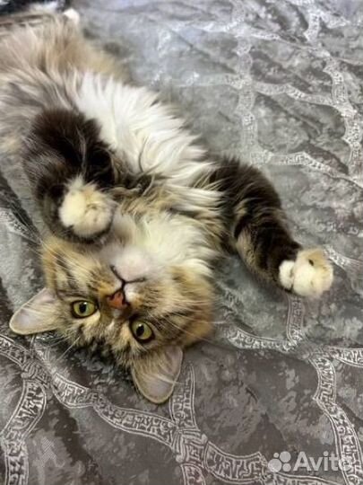 Передержка животных