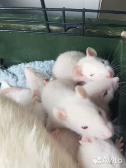 Декоративные крысята