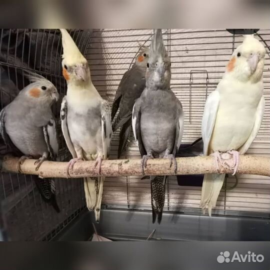 Птенцы корелл ручные, от говорящего папы