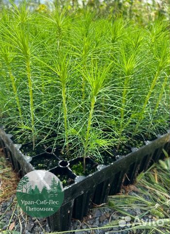 Сосна зкс окс сеянцы Ель Лиственница Голуб Горная