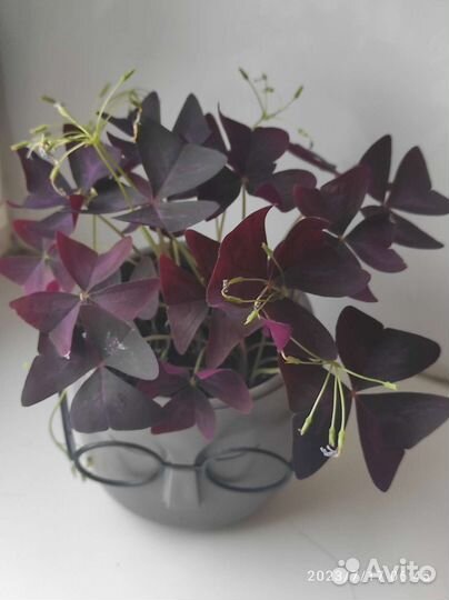 Традесканция,Оксалис.3 сорта в наличии