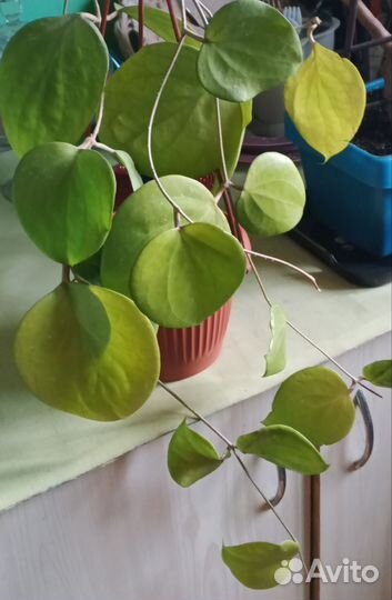 Хойи взрослые Балаенсис, Финлайсони, Давидкаминги