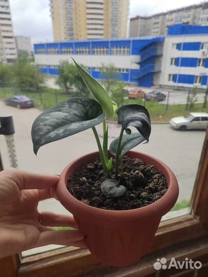 Комнатные цветы