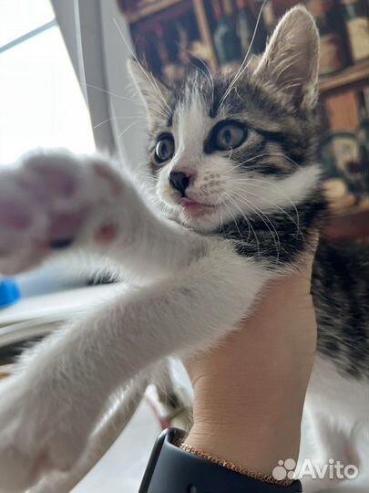 Котенок