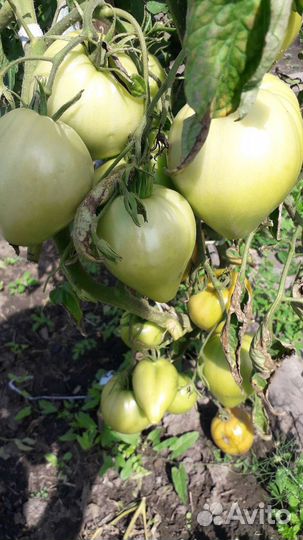Семена коллекционных сортов томатов
