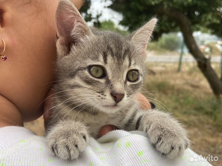 Кошка 1.5 месяц