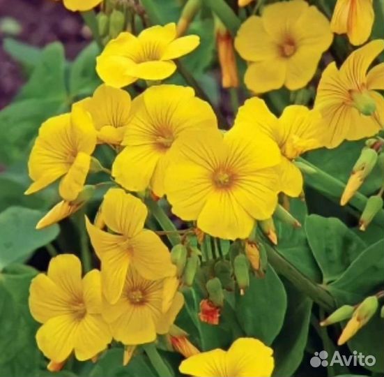 Кислица,Бор,Пиретрум,Лук декоративный семена